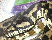 Male IJ Carpet Python