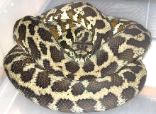 Female IJ Carpet Python