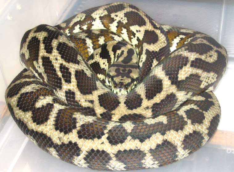 Female IJ Carpet Python