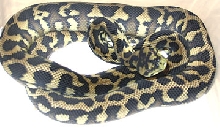 Yearling Female IJ Carpet Python