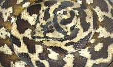Brooding IJ Female