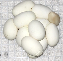 IJ Eggs