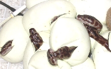 Irian Jaya hatchlings