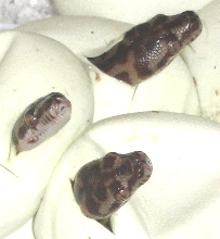 Irian Jaya hatchlings