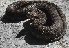 aspis atra