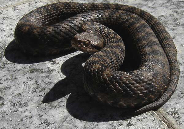 aspis atra