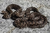aspis atra