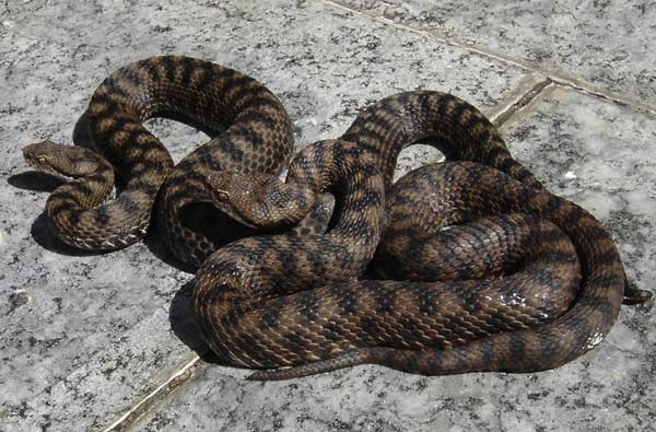 aspis atra