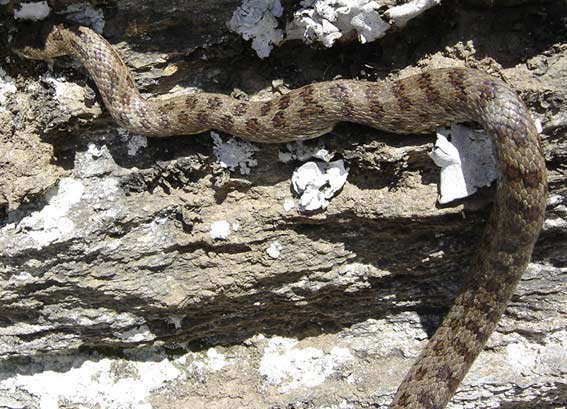 Coronella Austriaca