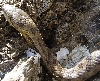 Coronella Austriaca