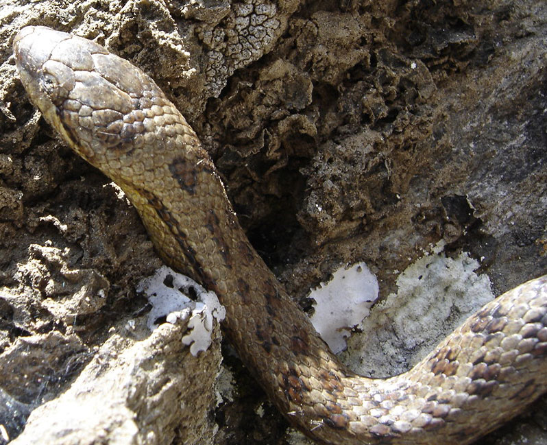 Coronella Austriaca