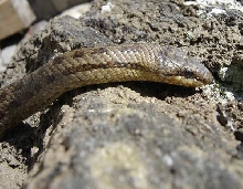 Coronella Austriaca