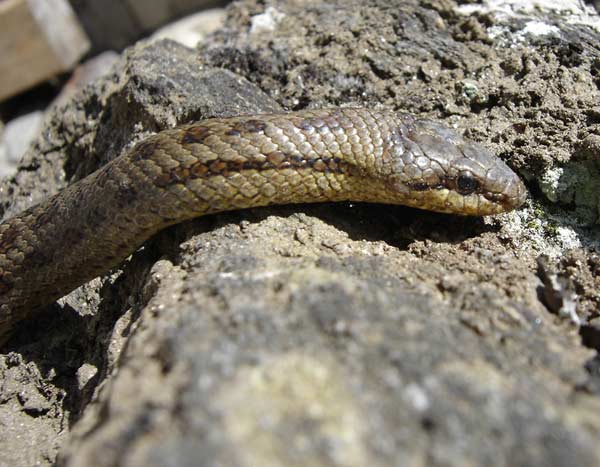 Coronella Austriaca