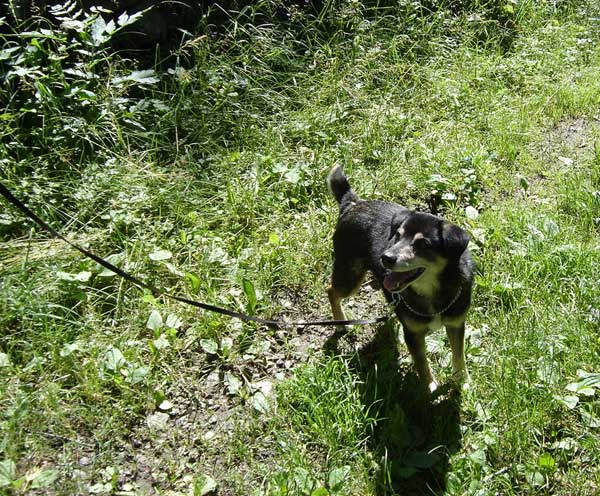 Pongo