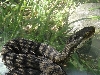 aspis atra