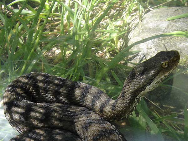 aspis atra