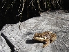 rana dalmatina