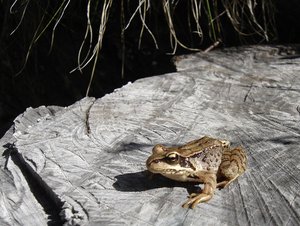 rana dalmatina