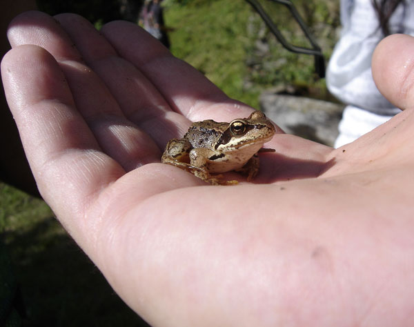 rana dalmatina