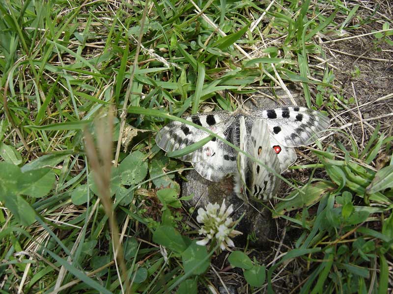 butterfly