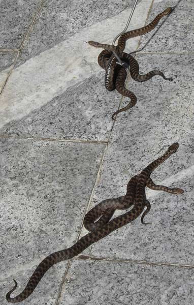 aspis atra