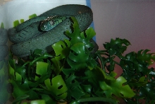 Boiga Cyanea