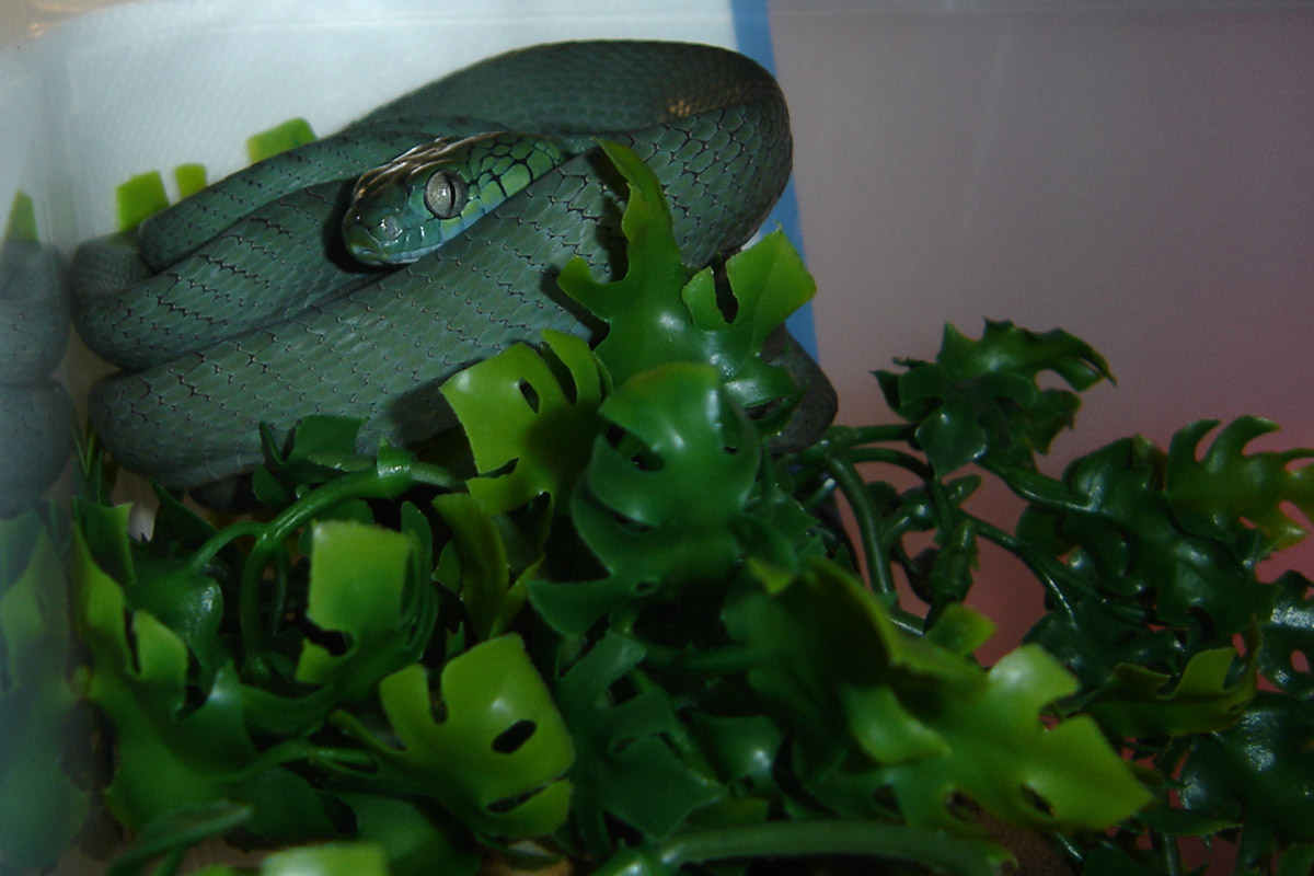 Boiga Cyanea