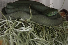 1.0 Boiga Cyanea