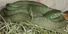 1.0 Boiga Cyanea