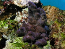 Saltwater - Austin Aquariums