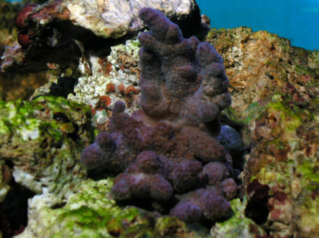 Saltwater - Austin Aquariums