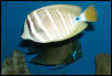 Saltwater Photos