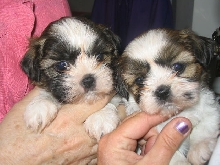 Babies Zak & Zoe