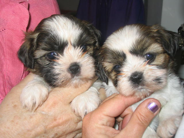 Babies Zak & Zoe