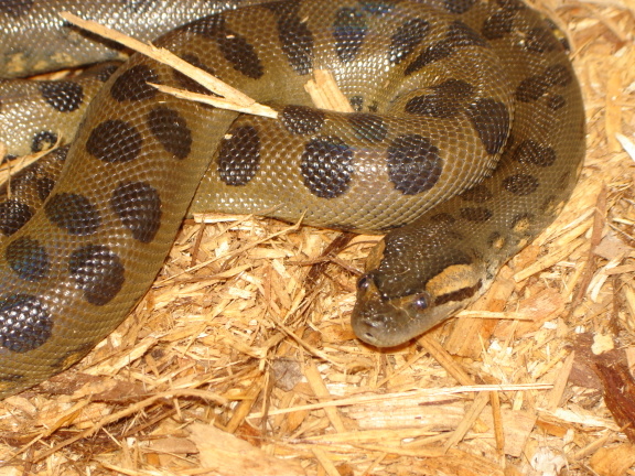 my green female conda