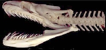anaconda skeleton
