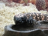 Gila Monster