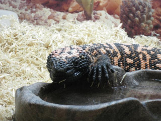 Gila Monster