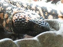Gila Monster
