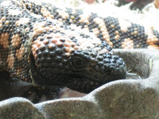 Gila Monster