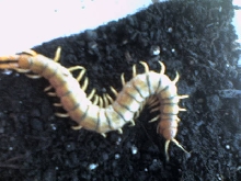What species is this?