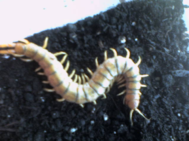 What species is this?