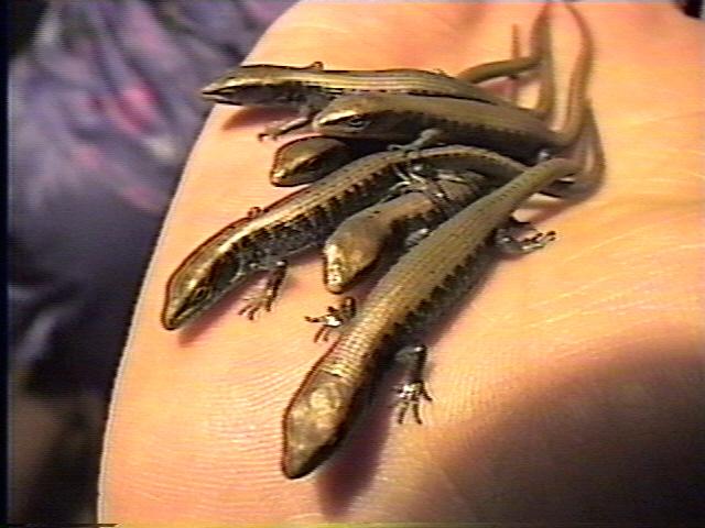 Northern AL Babies