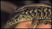 Lizard-back Ride
