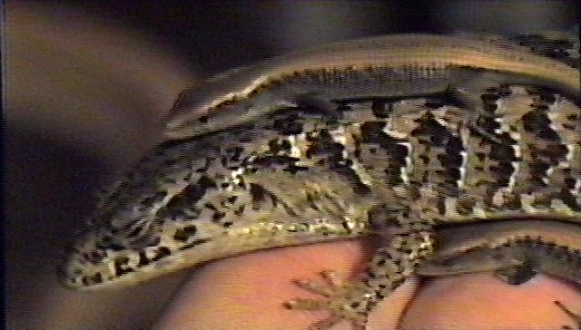 Lizard-back Ride