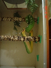 c. c.