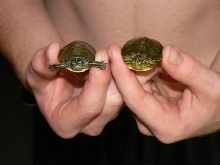 Yellow Belly comparison