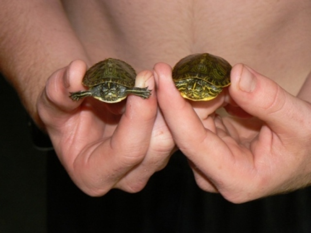 Yellow Belly comparison