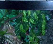 54 Gallon Corner