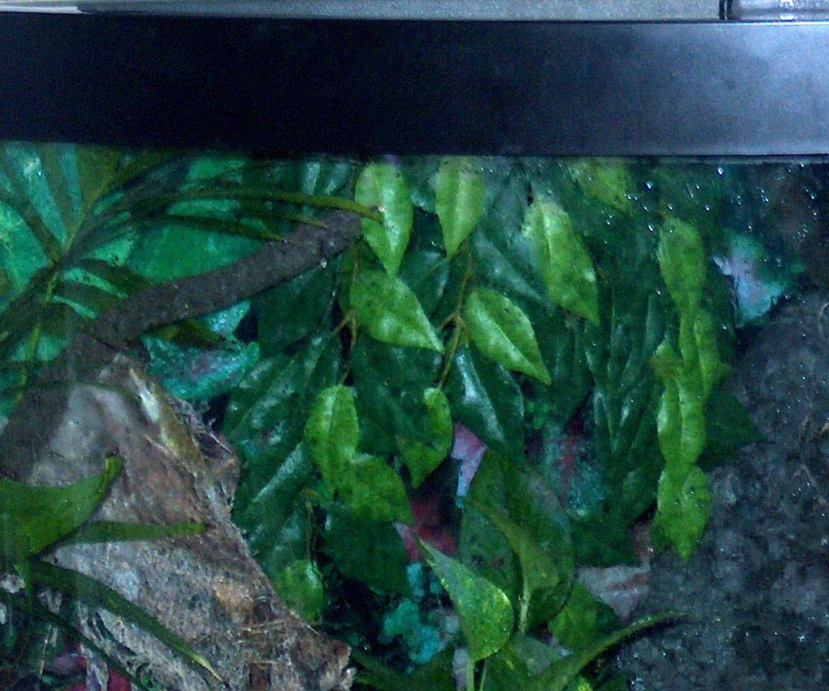 54 Gallon Corner